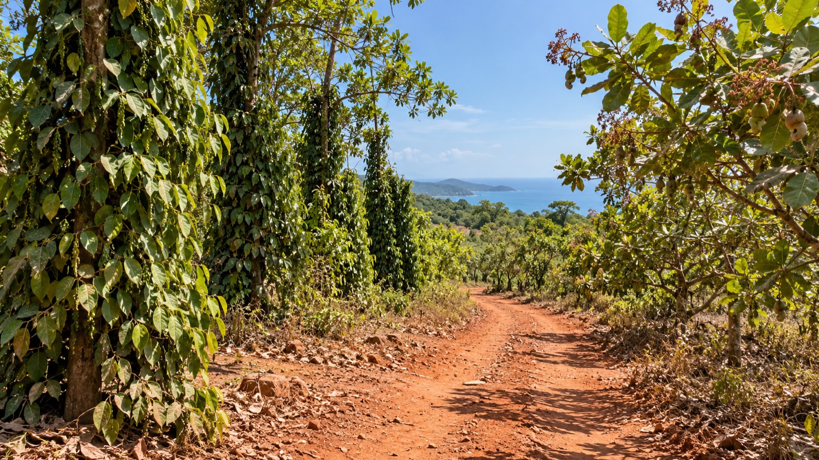 Phu Quoc, the North Road — Vietnam